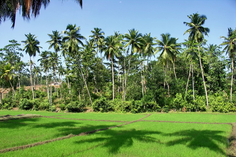 Sri Lanka, Hikkaduwa